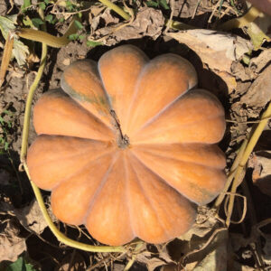 фото сорта тыквы мускат де прованс