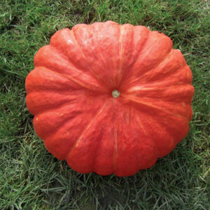 фото сорта тыквы руж виф де тамт