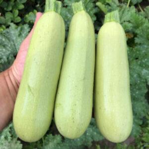 фото кабачок теренум ф1