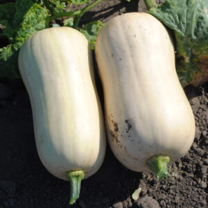 фото сорта тыквы тиана ф1