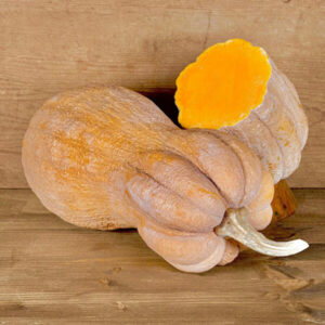 фото сорта тыквы виолина