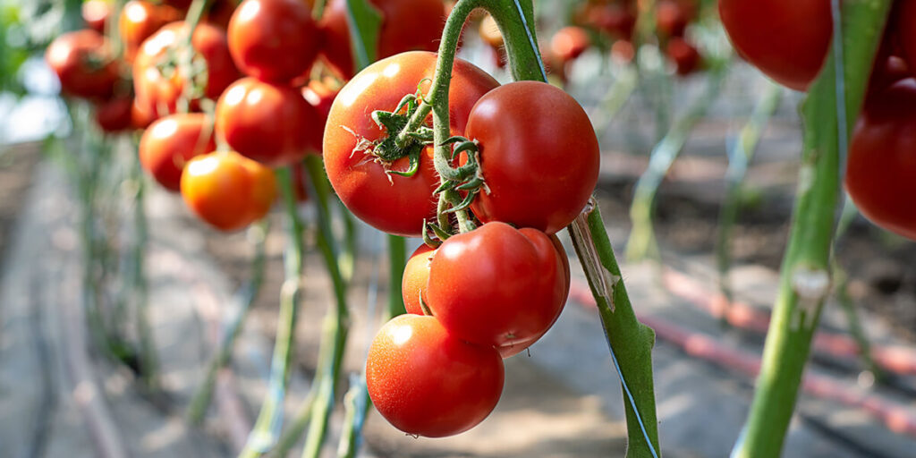 фото томаты на кисти