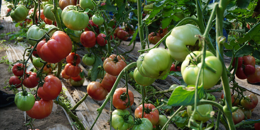 фото томаты на подвязке