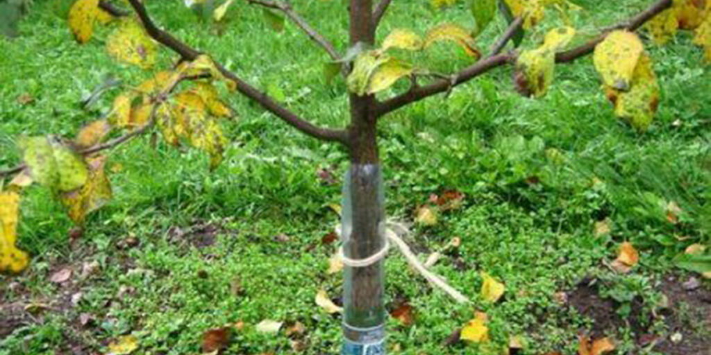 защитная сетка на дереве фото