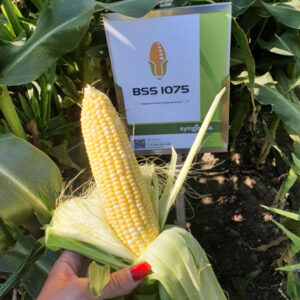 фото кукуруза бсс 1075 ф1