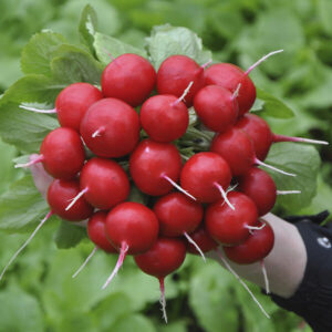 фото редис диего ф1