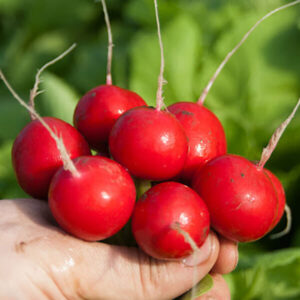 фото редис джоли