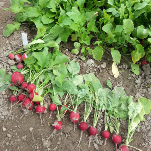 фото редис фараон