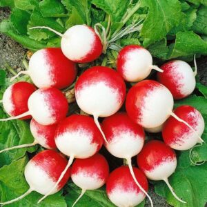 фото редис полонеса дуо