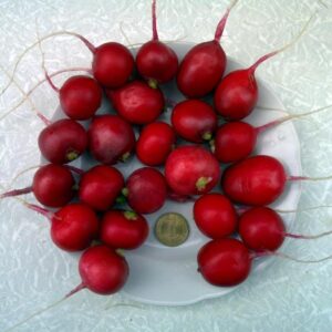 фото редис сакса ф1