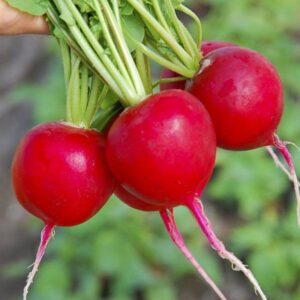фото редис селеста ф1