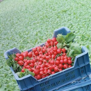 фото редис стелар