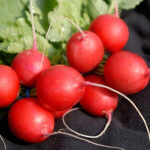 фото редис виена ф1