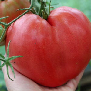 фото томата бычье сердце красное