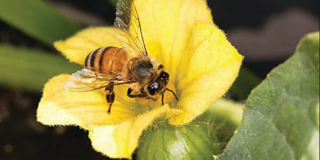 фото опыление арбуза пчелами