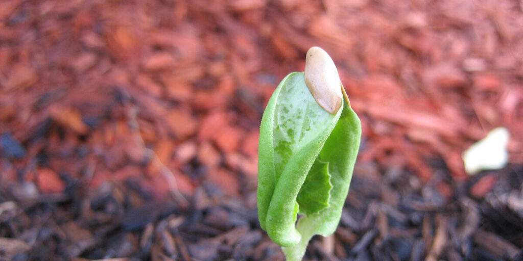 фото семечка на листьях арбуза