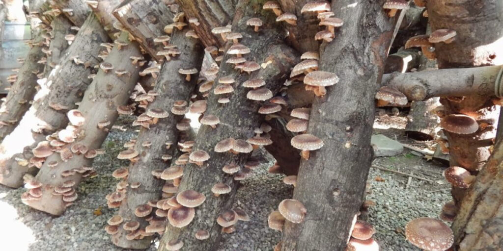 фото грибы шиитаке