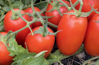 filiksa_f1_rijk_zwaan