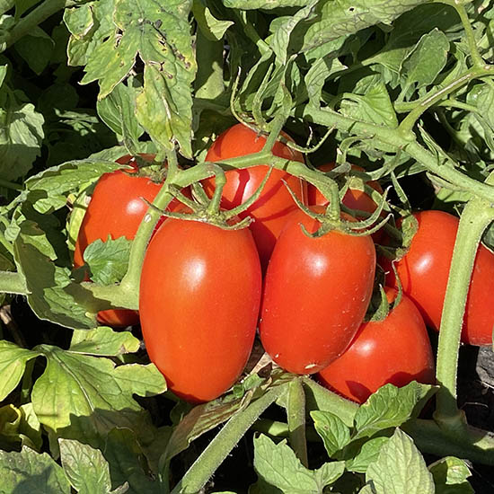 filiksa_f1_rijk_zwaan