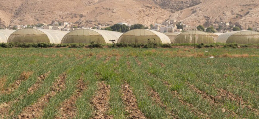 фото теплиці та поле у Йорданії