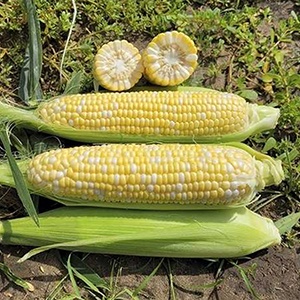 кукурудза акведук ф1 фото