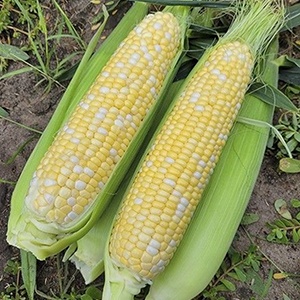 кукурудза ескорт ф1