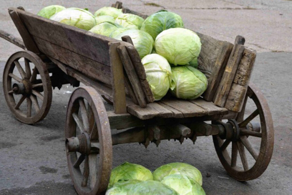капуста на возі