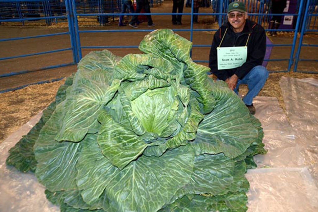 фото найбільша у світі капуста