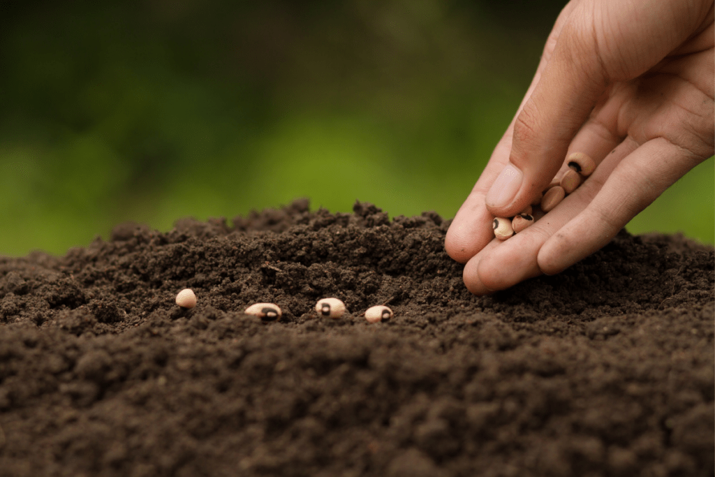 посів насіння