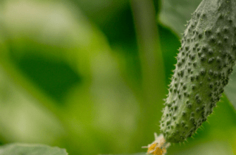 огірок в теплиці фото