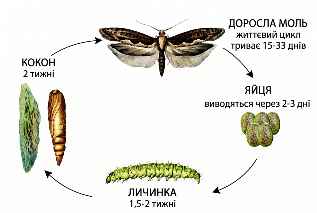 тута абсолюта життєвий цикл