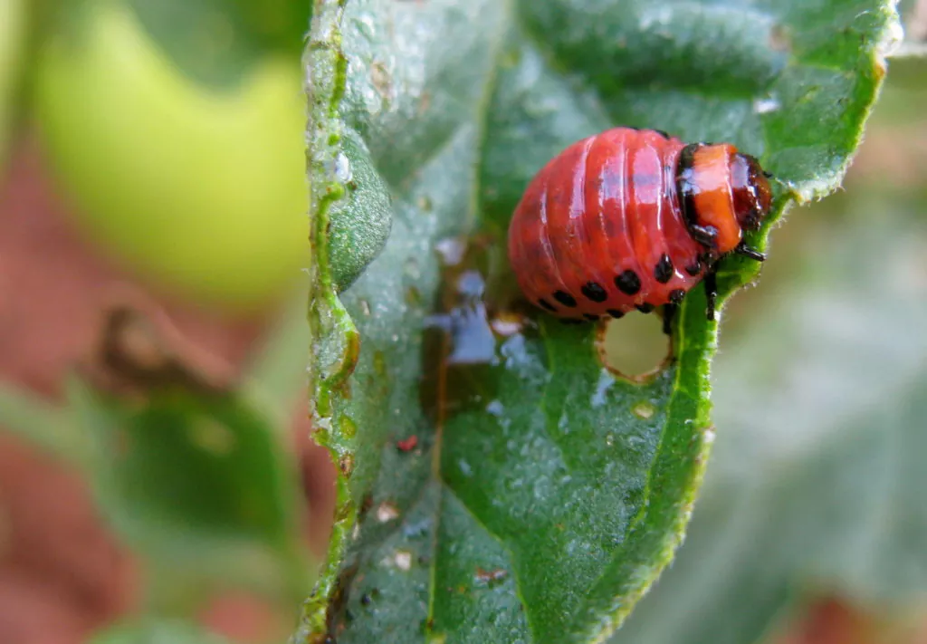 колорадский жук на томате гусеница