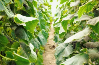 вредители огурца огурцы