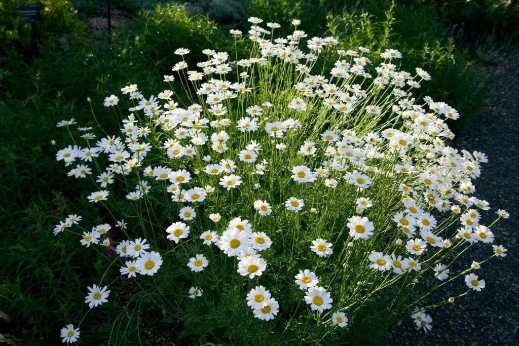 пиретроиды пиретриум ромашка