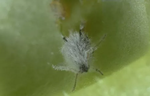 вертицилин действие