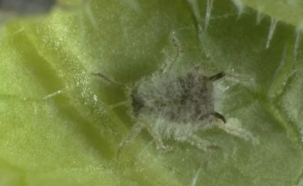 вертицилин результат работы