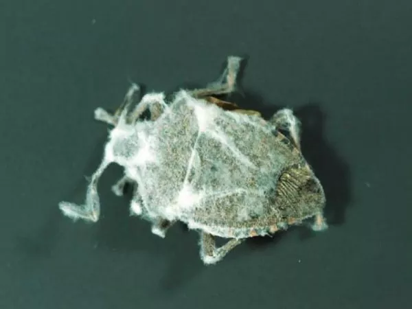 вертицилин результат работы действие на насекомых на вредителя