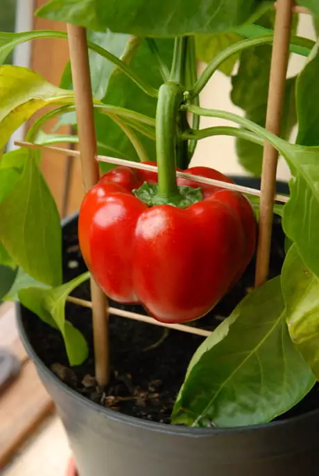 вирощування розсади перцю на підвіконні