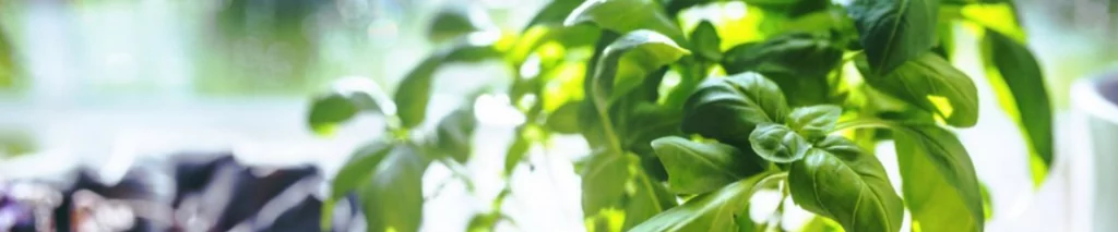 вирощування базиліку в домашніх умовах на підвіконні