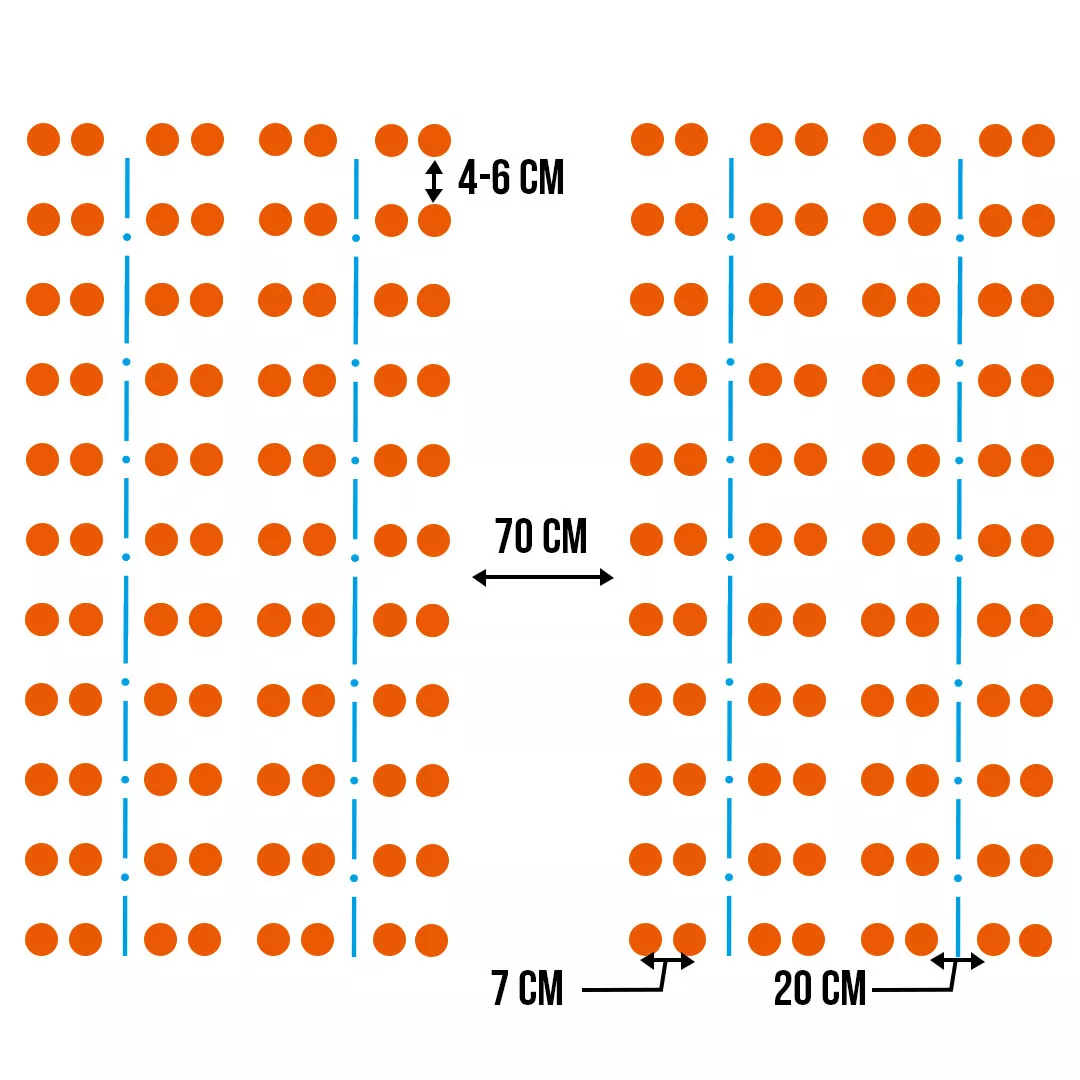 лучшая морковь для посадки. морковь схема посадки в открытый грунт. расстояние марковка. схема посадки семян моркови в грунт. расстояние марковка.
