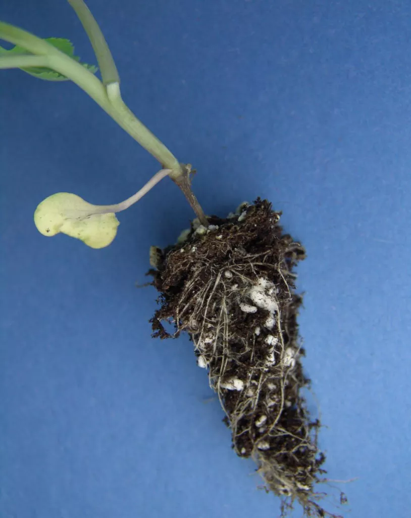 черная ножка на рассаде белокочанной капусты фото
