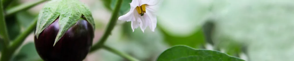 Баклажан вирощування на підвіконні