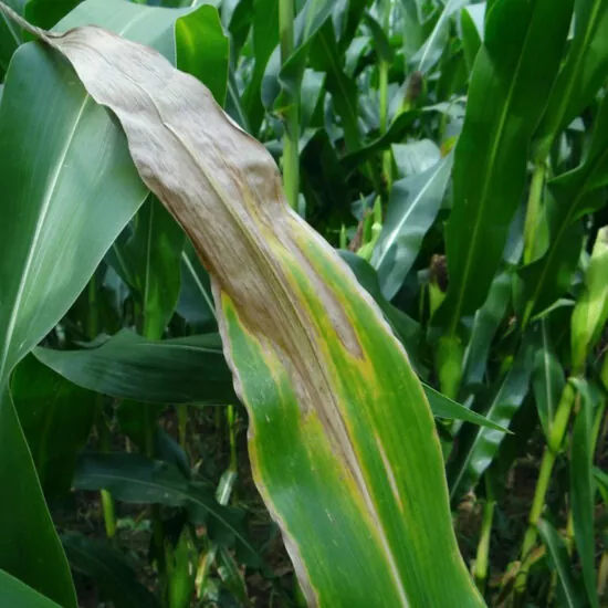 фото северного гельминтоспориоза на кукурузе сахарной