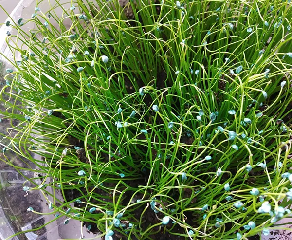 сорти для вирощування на підвіконні