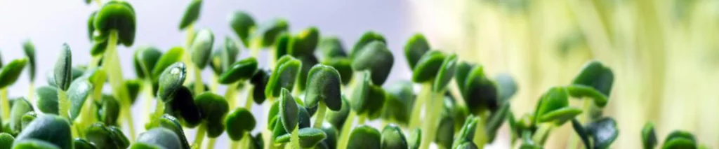 мікрозелень на підвіконні