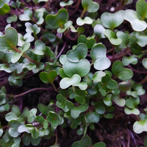 вирощування мікрозелені на підвіконні