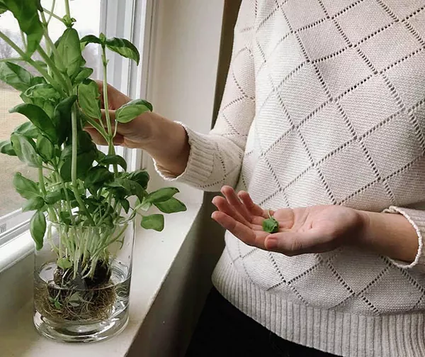 навіщо вирощувати на підвіконні