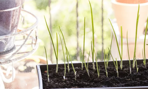 цибуля на перо вирощування у квартирі