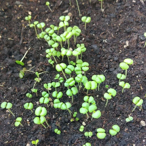 вирощування орегано на підвіконні