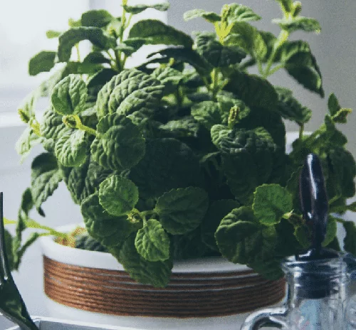 сорти м'яти для вирощування на підвіконні